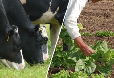 Las partes lograron un acuerdo de desarrollo agrario integral, el pasado 26 de mayo en La Habana. Foto: CONtexto Ganadero proceso de paz Colombia