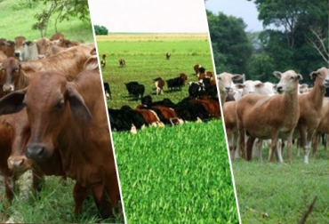El campo colombiano fue escenario de grandes historias durante este 2013. Foto: CONtexto ganadero. reportaje más leído de 2013