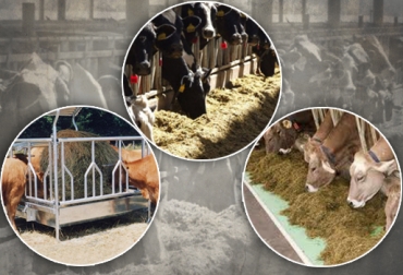 Los comederos para el ganado bovino pueden ser estáticos o móviles. Foto: Internet-CONTexto ganadero. comederos ganado
