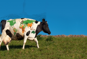 Más de 6.000 millones de personas en el mundo consumen leche y productos lácteos. Foto: CONtexto ganadero. Día mundial de la leche