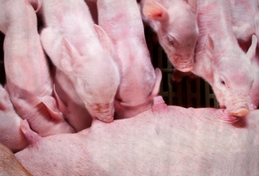 Asoporcicol ofrece un chat online en el que usted puede recibir cualquier tipo de asesoría jurídica en temas ambientales. Foto: Asoporcicultores. Producción porcícola