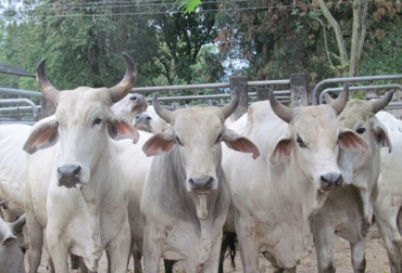La convocatoria para Brucelosis y Tuberculosis estará abierta hasta el 23 y 29 de diciembre, respectivamente. Foto: ICA. Ganado bovino Colombia