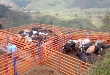 Los corrales para bovinos deben tener todas las comodidades para hacer rentable el negocio. Foto: Gopixpic. Cómo hacer corrales para bovinos