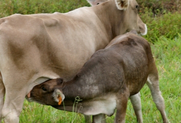 La diarrea viral bovina es una de las 14 enfermedades de control no oficial con presencia en Colombia. Foto: CONtexto Ganadero. diarrea viral bovina
