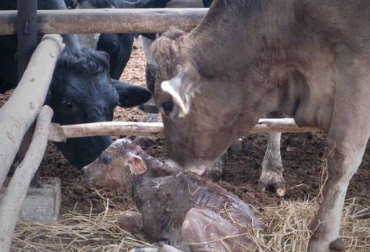 La segunda fase del proyecto de monta estacional finaliza en julio próximo. Foto: CONtexto Ganadero. parto y destete vacas