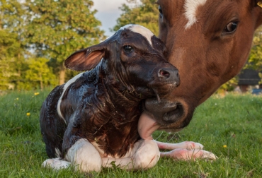 La nutrición de las vacas en el periodo de gestación es importante para garantizar el crecimiento y desarrollo de las crías. Foto: CONtexto Ganadero. Vaca y cría