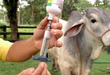 En algunas zonas del país el fenómeno del niño puede generar que focos de la enfermedad se incrementen. Foto: Tomada de Vanguardia.com. vacuna contra la rabia silvestre