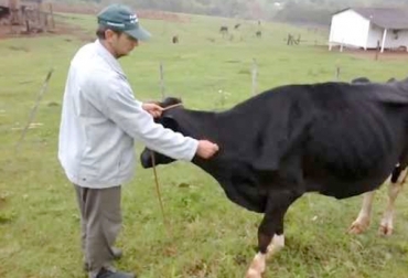 Un método para conocer si su animal esta deshidratado, es pellizcarle la piel. Foto: Fedegán. Deshidratación en bovinos