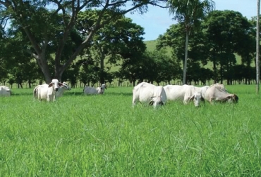 Cuando los semovientes son expuestos a altas temperaturas padecen de estrés calórico, por eso es importante su alimentación. Foto: CONtexto Ganadero. Ganado pastando
