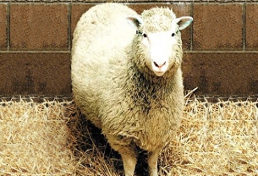 Este borrego se ha extendido con éxito por todo el territorio americano. Foto: CONtexto ganadero Oveja Dorset