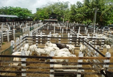 Mantener el predio aseado genera estatus y ganancias económicas. Foto: guamopazyregion.blogspot.com Finca ganadera.