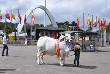 La participación de las razas cebuínas empezará desde las primeras horas en que Agroexpo abra sus puertas este 11 de julio. Foto: Asocebú. Razas cebuínas en Agroexpo 2013