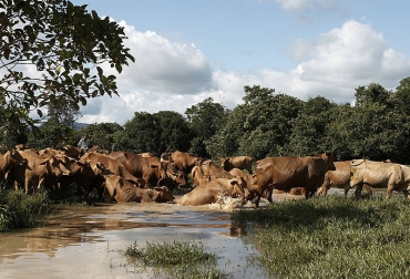 La ganadería bovina es la principal actividad del sector rural en Colombia, pues genera el 3,6% del total del PIB. Foto: CONtexto ganadero. tecnología bovinos colombia