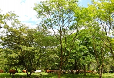 Desde el 4 de agosto de 1995, el ébano fue declarado como especie en peligro en la categoría EN A2cd, mediante la resolución 076395. Foto: Andrés Zuluaga. Árbol de Ébano. Foto: Andrés Zuluaga.