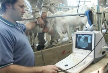 Existen dos clases de ecógrafos: los portátiles y los estacionarios. Foto: Pregón Agropecuario. Ecografía bovina