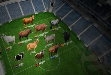 Estas son los 11 bovinos seleccionados para el 'equipo ideal', gracias a sus características defensivas, de producción y de desarrollo. Foto: CONtexto Ganadero. Las mejores reses para Colombia.