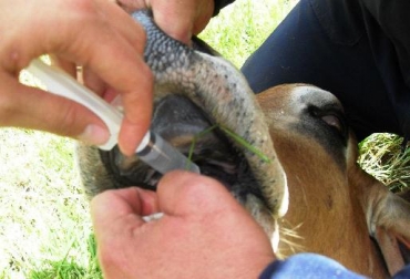 Para prescribir una esencia floral a un animal, es necesario indagar sobre su estado anímico, emocional y mental. Foto: Biotherapy Vet. Esencias florales para animales