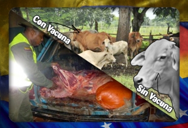 El contrabando y la falta de control de fiebre aftosa son el común denominador de la frontera con Venezuela. Foto: CONtexto Ganadero. Frontera Colombia Venezuela
