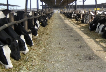 La ganadería en Colombia tiene potencial para satisfacer la demanda mundial de carne y leche. Foto: www.perulactea.com. ganadería Colombia