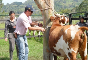 Manejo, sanidad y productividad, factores que mejoran con esta práctica. Foto: parqueagroindustrialcdae.blogspot.com. Etología en bovinos