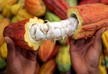 Este producto colombiano es una alternativa ambiental, económica y social. Foto: CONtexto ganadero. Producción de cacao en Colombia
