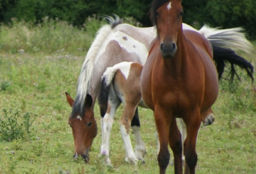 Para este año Fedequinas tiene previsto participar en promedio en 170 eventos. Foto: CONtexto ganadero. fedequinas caballos colombia