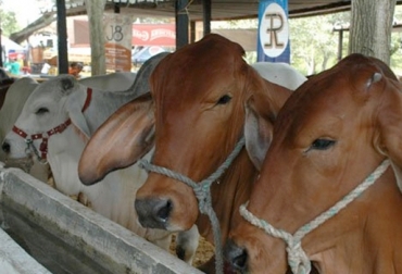 Habrá exhibiciones de la raza Brahman, de ganado doble propósito, el concurso lechero élite y también muestras comerciales. Foto: sabanalarga-atlantico.gov.co feria de sabanalarga colombia