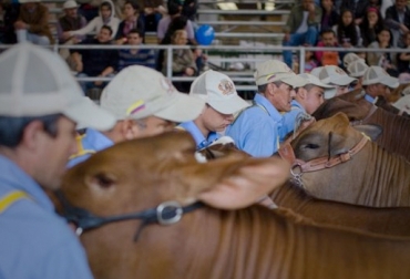 En 5 días se llevarán a cabo muestras ganaderas y comerciales, juzgamientos, shows y contactos comerciales. Foto: worldsimmentalcongress2014.com. Exposición Nacional Ganadera