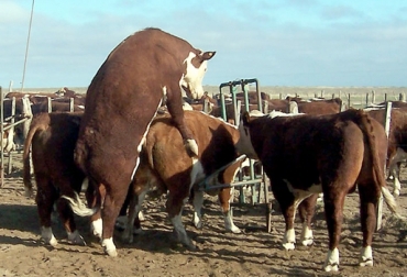 El ganadero debe seleccionar un buen ejemplar para garantizar una fertilidad óptima en su predio. Foto: Biotecnología Bovina. Mejorar la fertilidad bovina
