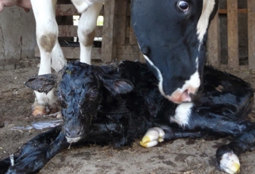 Un feto bien alimentado será un ternero sano y fuerte. Foto: CONtexto ganadero. alimento feto