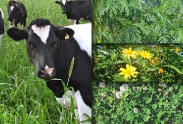 El materia vegetal produce flores que son aprovechadas por los rumiantes. Foto: CONtexto Ganadero. pastos vacas
