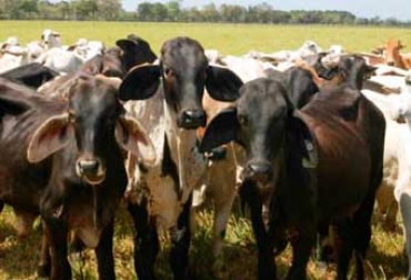 En el departamento existen 2.687 predios en los cuales se produce carne y leche. Foto: Sena Ganadería en Quindío