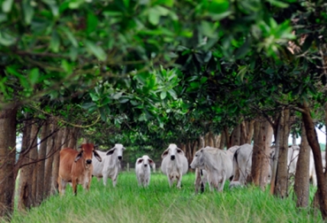 Expertos aseguran que este sistema impacta de manera positiva en el medio ambiente y en el ganado. Foto: Ciat. Sistemas agrosilvopastoriles