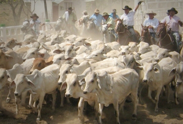 El intercambio de conocimiento entre ganaderos contribuye con el fortalecimiento del negocio. Foto: CONtexto Ganadero. ganadería Colombia