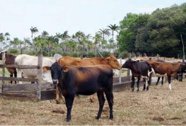 El elemento sobre el cual se soporta una ganadería competitiva es la alimentación. Foto: Fedegán. modelos competitivos sostenibles en producción bovina.jpg