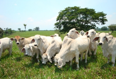 La ganadería requiere de asistencia y asesoría técnica por parte de la autoridad ambiental. Foto: www.laguajirahoy.com Ganadería sostenible en La Guajira