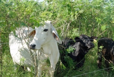 Apuntarle a una producción amigable con el ambiente permitirá obtener leche y carne más saludables. Foto: Fedegán. Ganadería ecológica