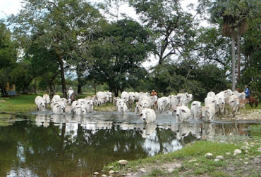 Con planeación y dedicación, los predios ganaderos pueden contar con agua en épocas de verano. Foto: Asocebú. aprovechar el agua