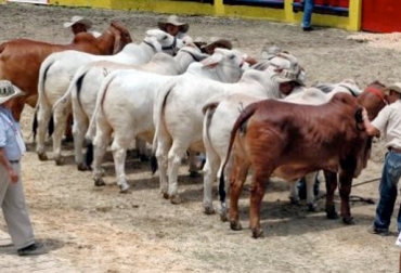 La feria exposición se llevará a cabo del 30 de mayo al primero de junio. Foto: CONtexto Ganadero. feria exposición ganado brahman
