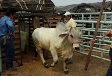 El camión es clave a la hora de participar en la feria, debe contar con todas las condiciones óptimas para que el animal viaje lo más cómodo posible y no sufra los efectos del trayecto antes de la feria. Foto: CONtexto Ganadero. Movilización de animales