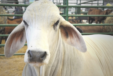 Empresas comercializadoras internacionales de pajillas han mostrado interés por el biotipo del cebú-brahman colombiano. Foto: Corferias Ganado cebú.