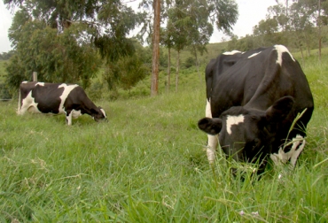 Bajo Magdalena, La Guajira, el Meta, Boyacá, Santander y Eje Cafetero son las regiones donde hace presencia el proyecto de Ganadería Colombia Sostenible. Foto: CONtexto Ganadero. Ganadería Colombiana Sostenible