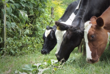 Ganaderos de Pereira aprenden a conocer los tipos de forrajes que crecen en sus fincas y que sirven de alimento para su reses. Foto: CONtexto Ganadero. cursos alimentación bovina