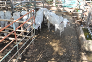 Con banderas y una ubicación precisa de las personas se pueden desplazar bovinos en el corral sin maltratarlos. Foto: CONtexto Ganadero. manejo de vacas en corral