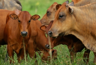 Con la sincronización hormonal las vacas pueden entrar en celo a los 40 días después del parto. Foto: CONtexto Ganadero. reproducción bovina