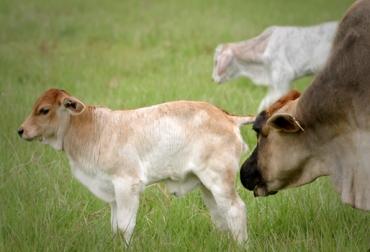 En la ganadería se practican diferentes técnicas de reproducción bovina. Foto: CONtexto Ganadero. inseminación artificial