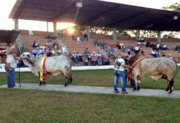 Valle del Cauca le apuesta al cruzamiento entre razas para aumentar la producción de leche. Foto: CONtexto Ganadero. ganado cebú