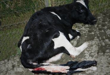 Algunas enfermedades bovinas se previenen con vacunación. Foto: CONtexto Ganadero. enfermedades reproductivas