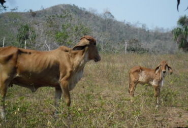 Las reses adelgazan o mueren en sequía porque el productor comete errores en su negocio. Foto: CONtexto Ganadero. errores ganadería bovina