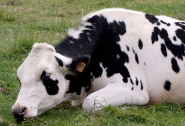 Una de las formas de controlar y erradicar las enfermedades vacunas es educar a los productores, afirmó la subgerencia de salud y bienestar animal de Fedegán-FNG. Foto: CONtexto Ganadero. enfermedades carenciales
